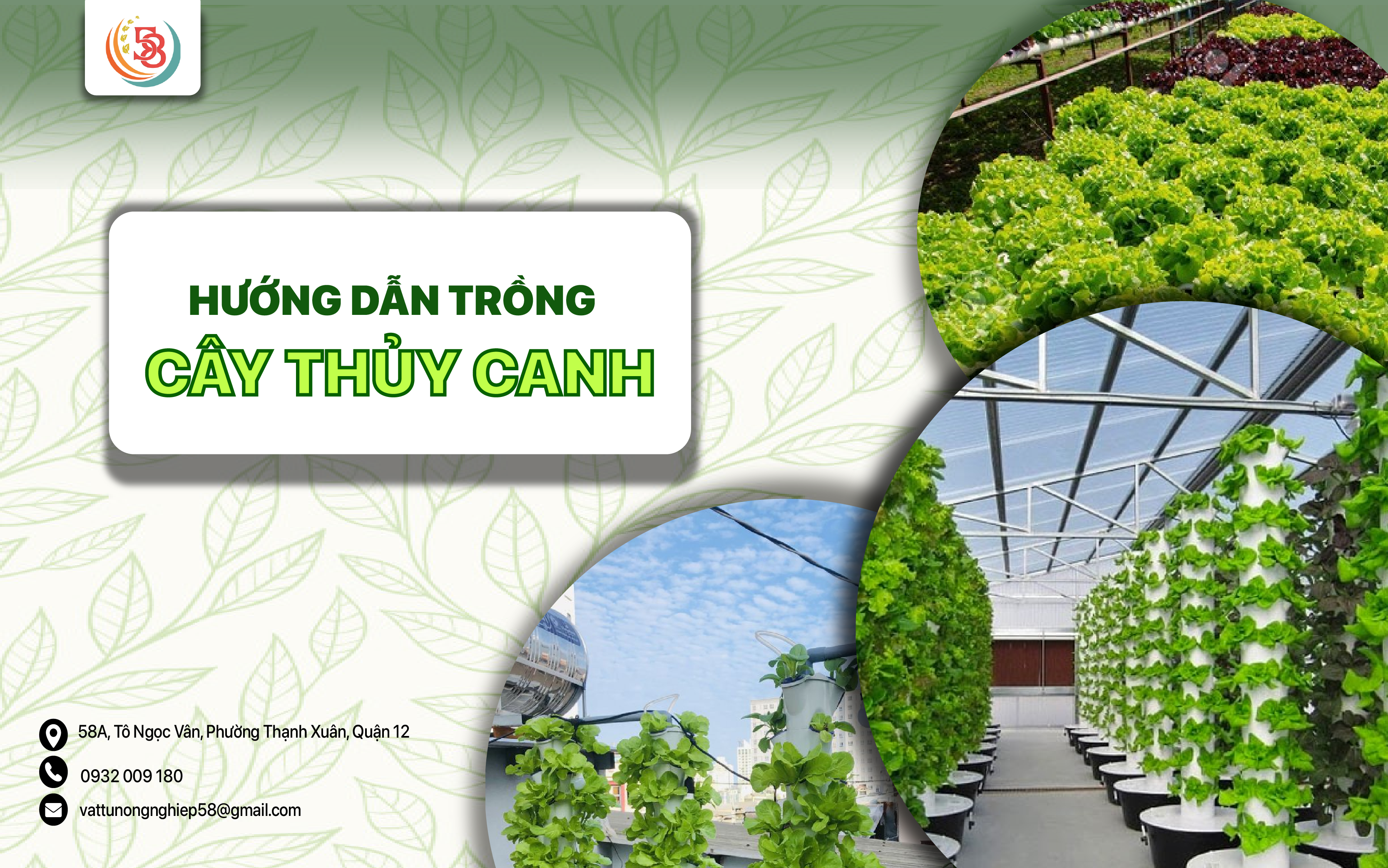 HƯỚNG DẪN TRỒNG CÂY THỦY CANH